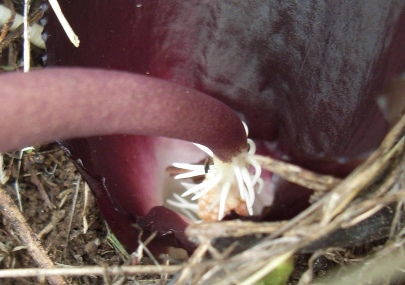 Biarum tenuifolium / Gigaro a foglie sottili